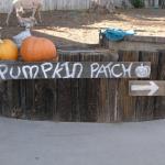 This way to Eric's Pumpkin Patch