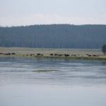 Yellowstone5 008.jpg