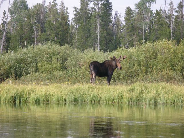 Yellowstone3 024.jpg