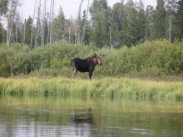 Yellowstone3 023.jpg