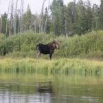 Yellowstone3 023.jpg