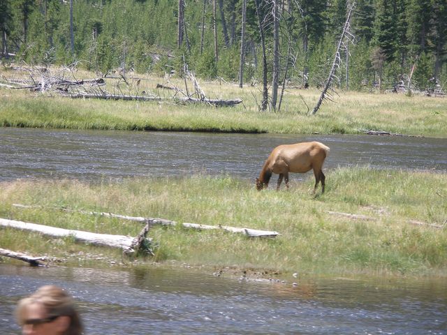 Yellowstone2 018.jpg