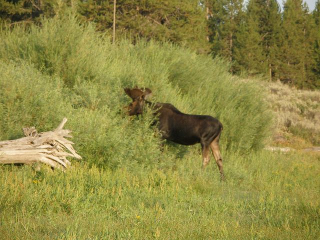 Yellowstone 130.jpg