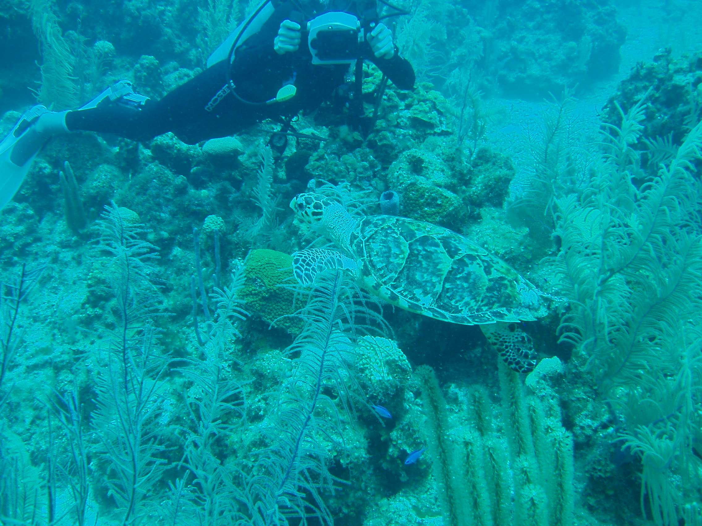 Diving in Belize - Turtle