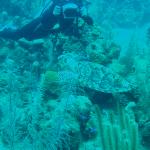 Diving in Belize - Turtle