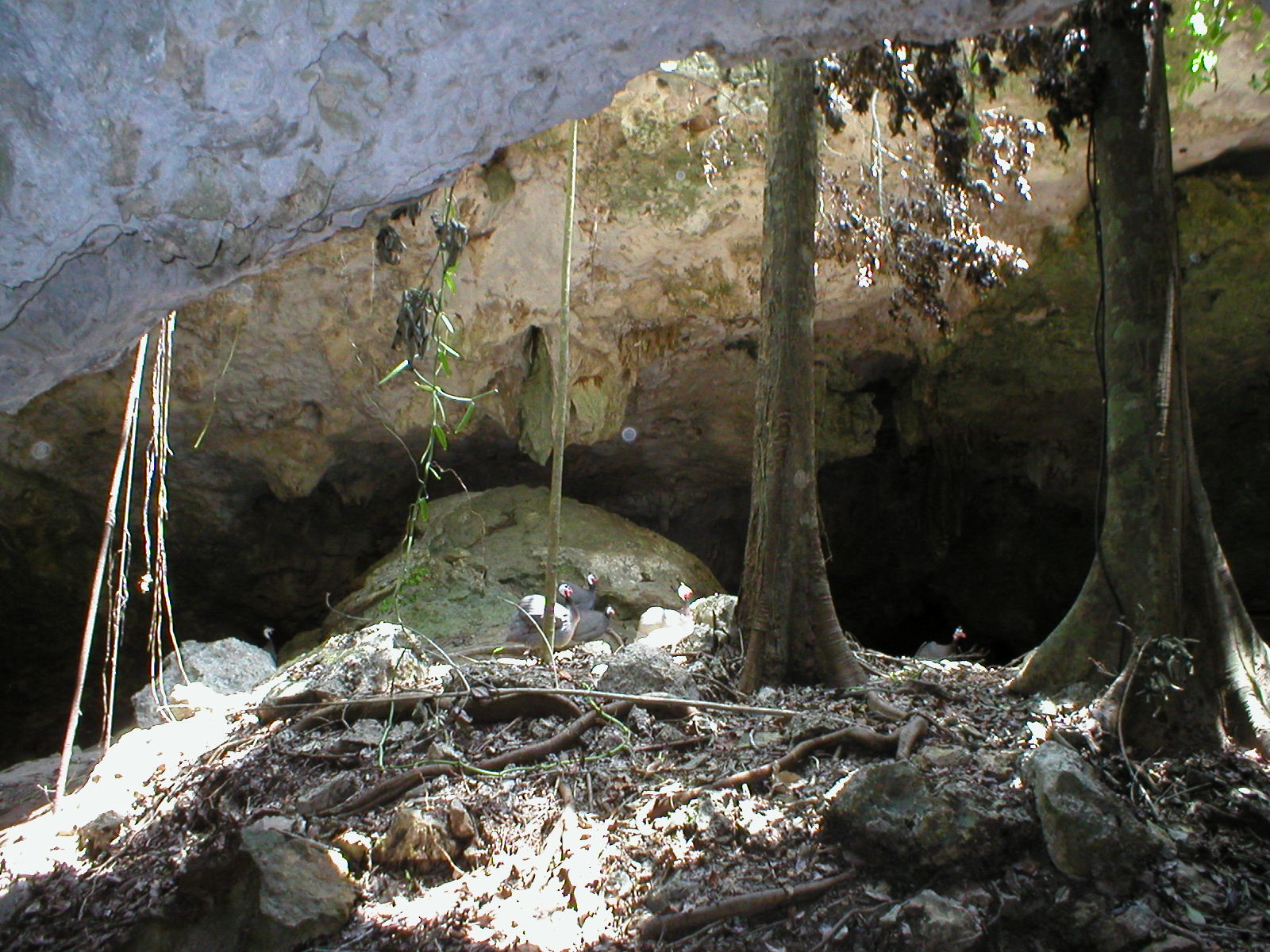 Cozumel - Playa De Carmen - Caverns