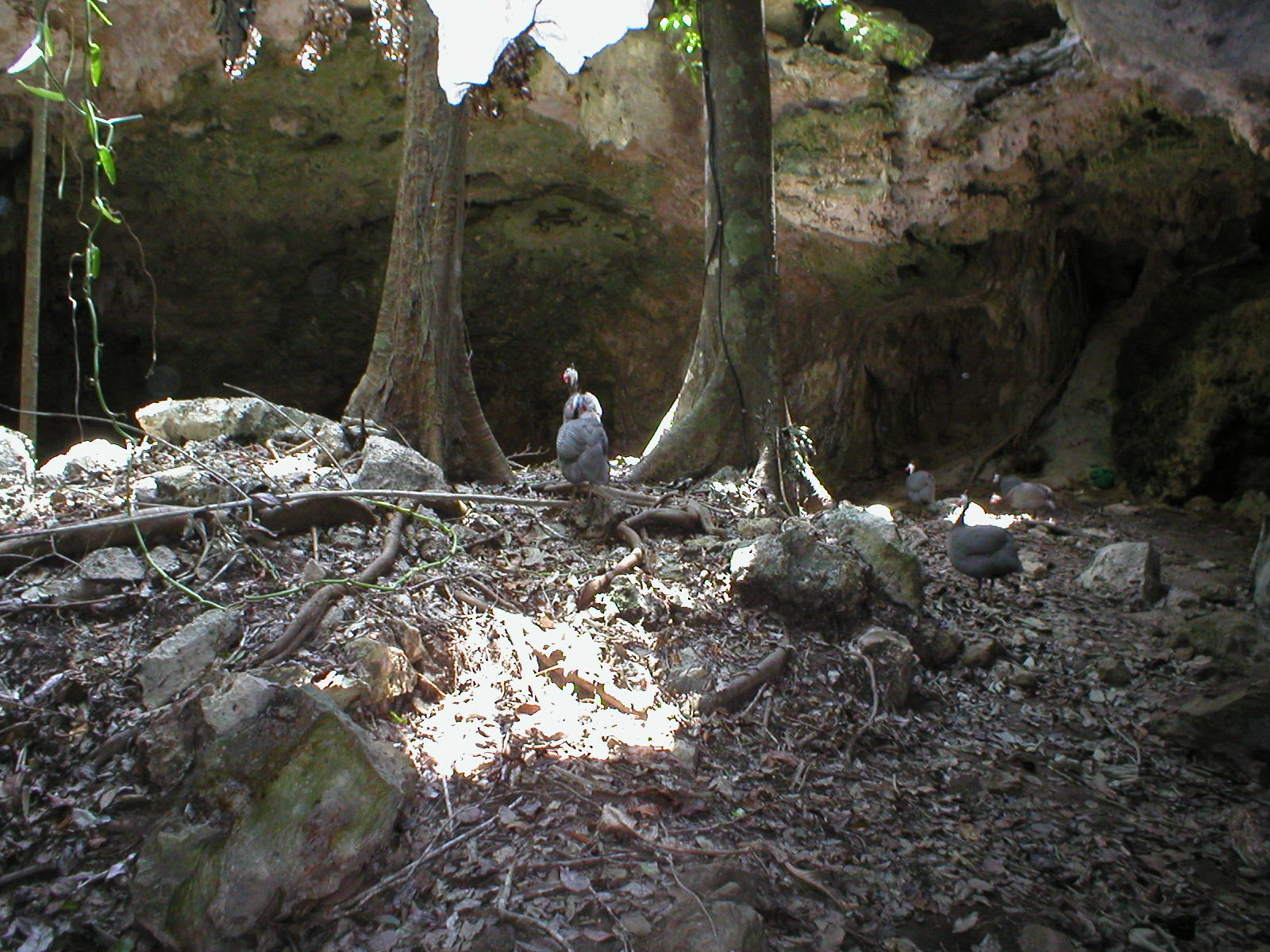 Cozumel - Playa De Carmen - Caverns