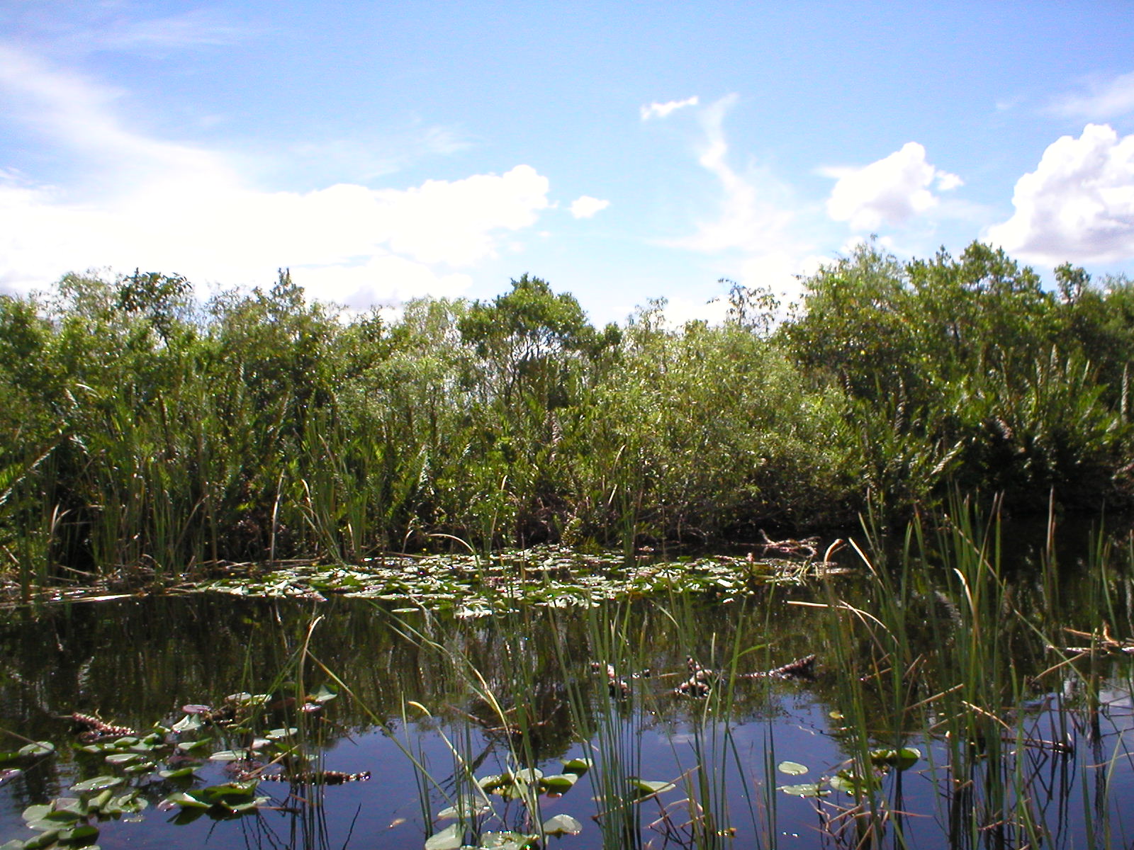 Everglades