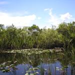 Everglades