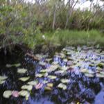 Everglades 