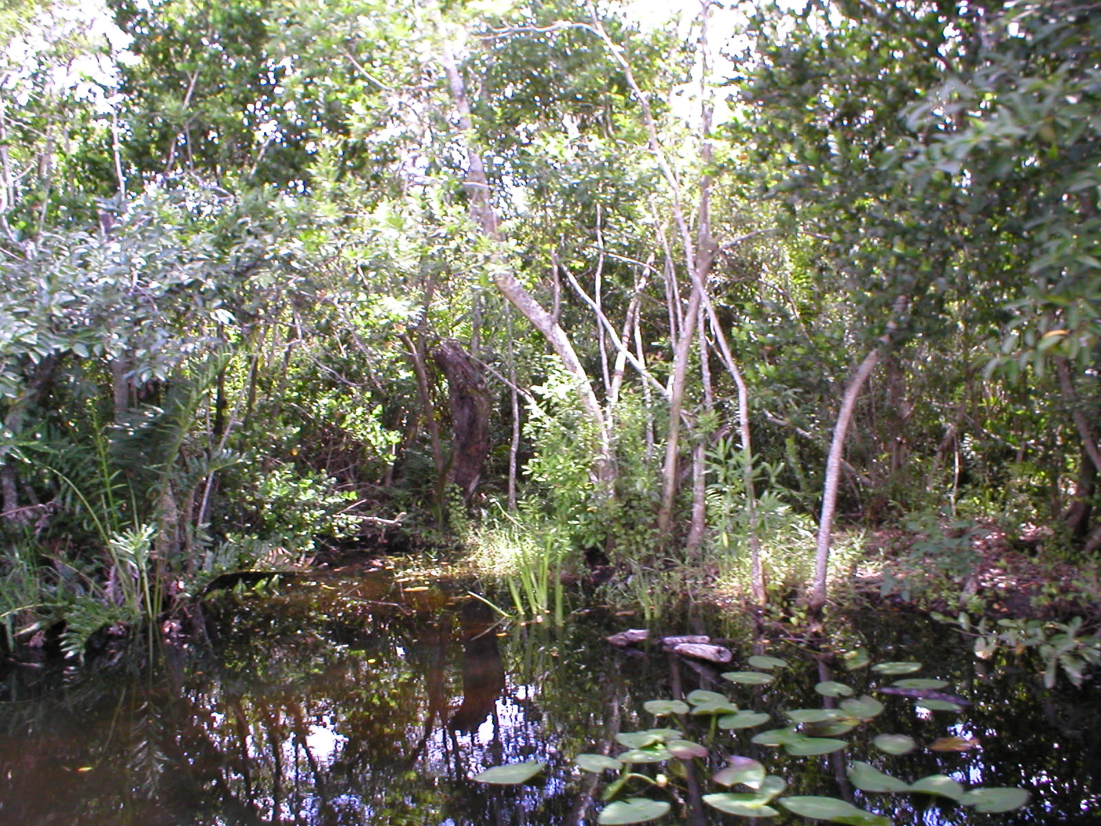 Everglades 