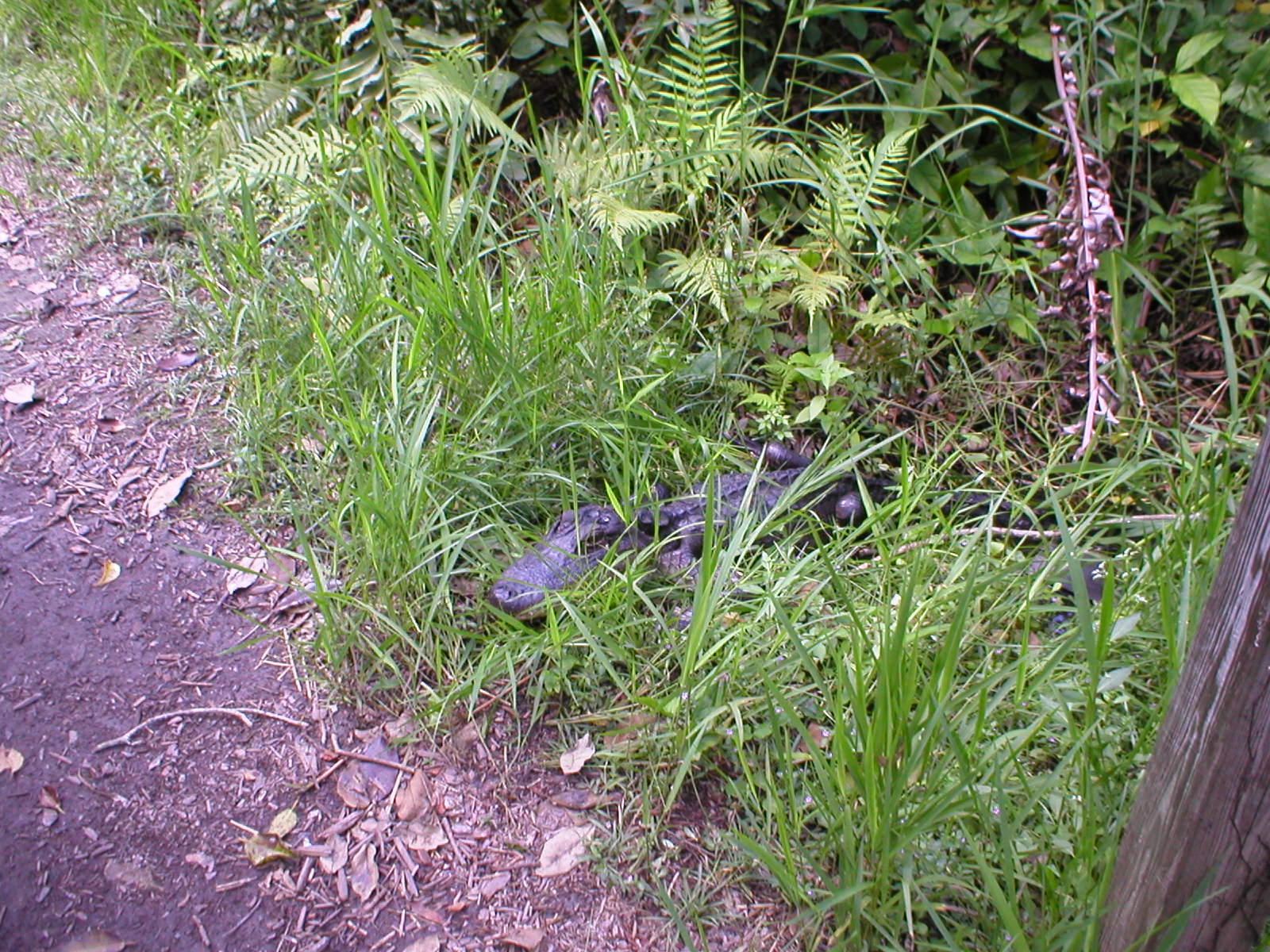 Everglades - An alligator was coming our way