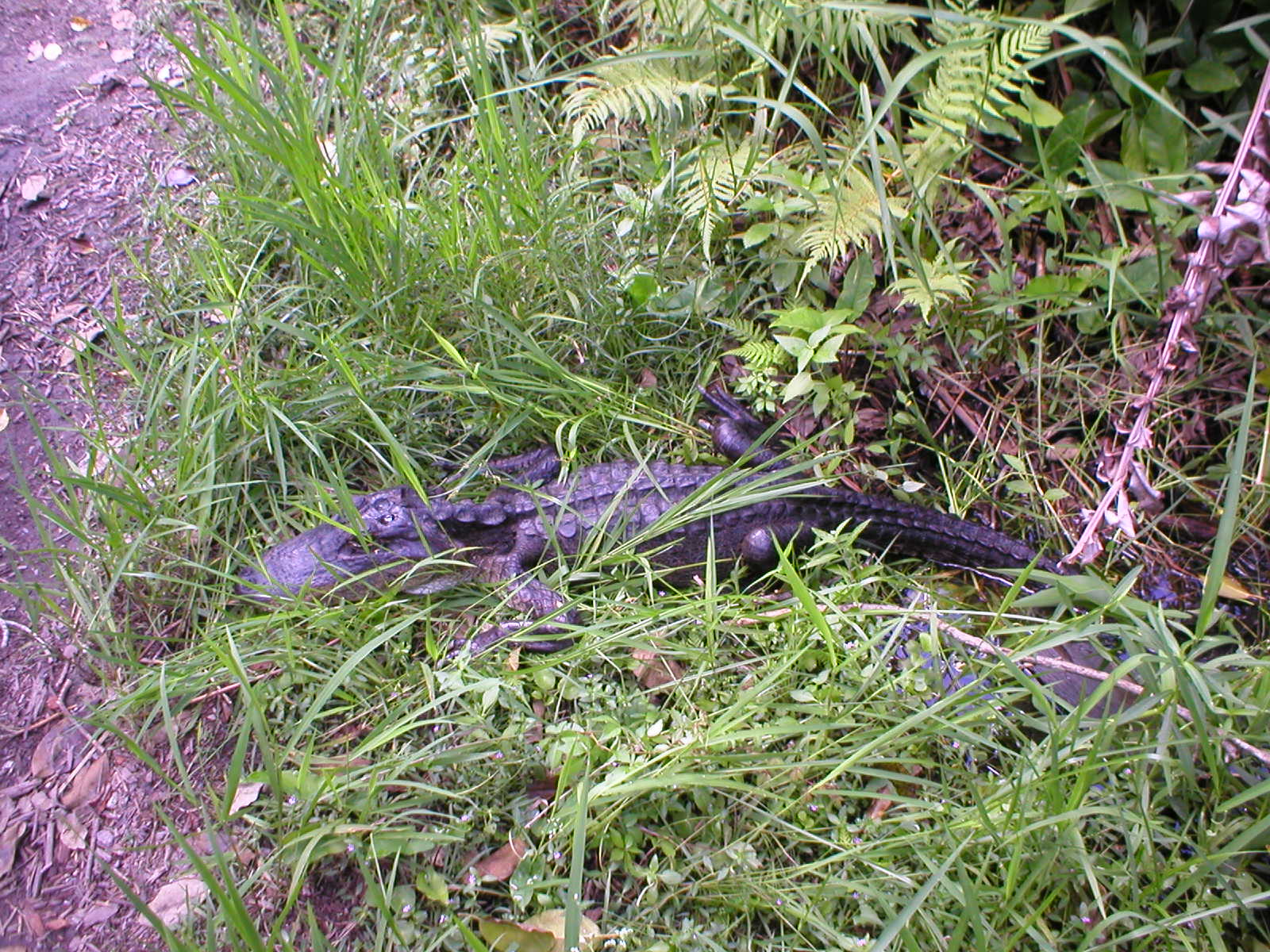 Everglades - An alligator was coming our way