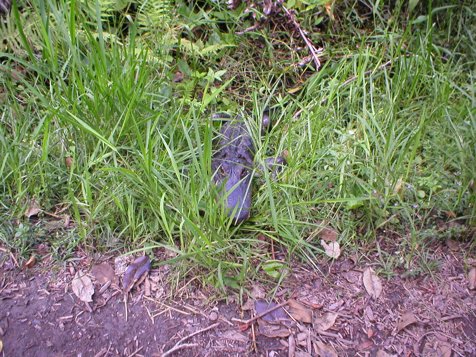 Everglades - An alligator was coming our way