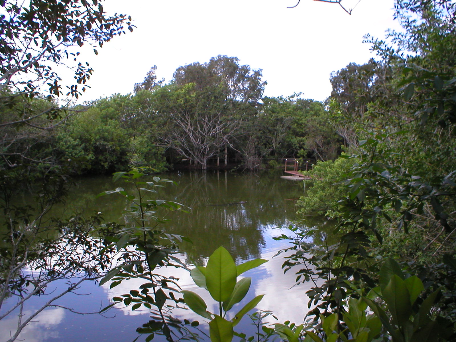 Everglades