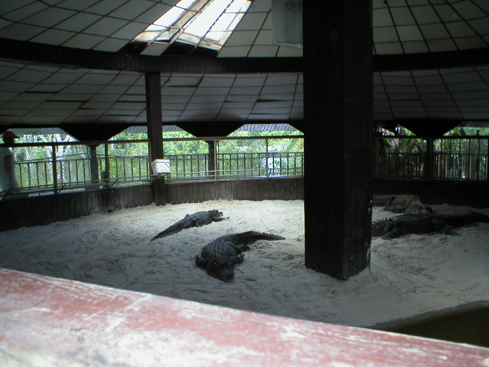 Everglades - the alligators