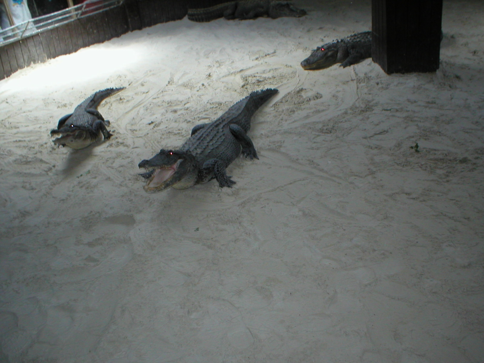 Everglades - the alligators