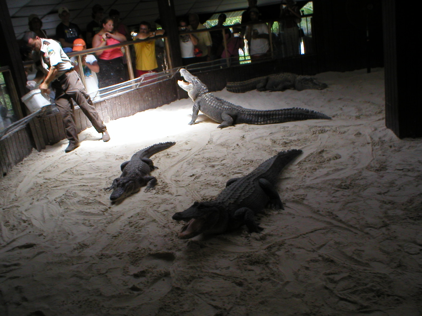 Everglades - the alligators