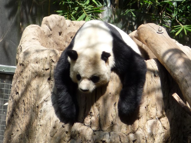 Lazy Boy Panda