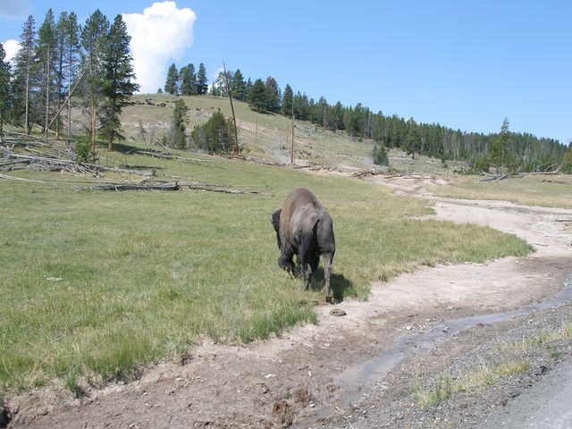 Yellowstone5 022.jpg