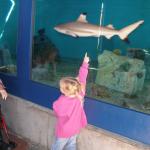 At Birch Aquarium, Kaylin watching the Sharks