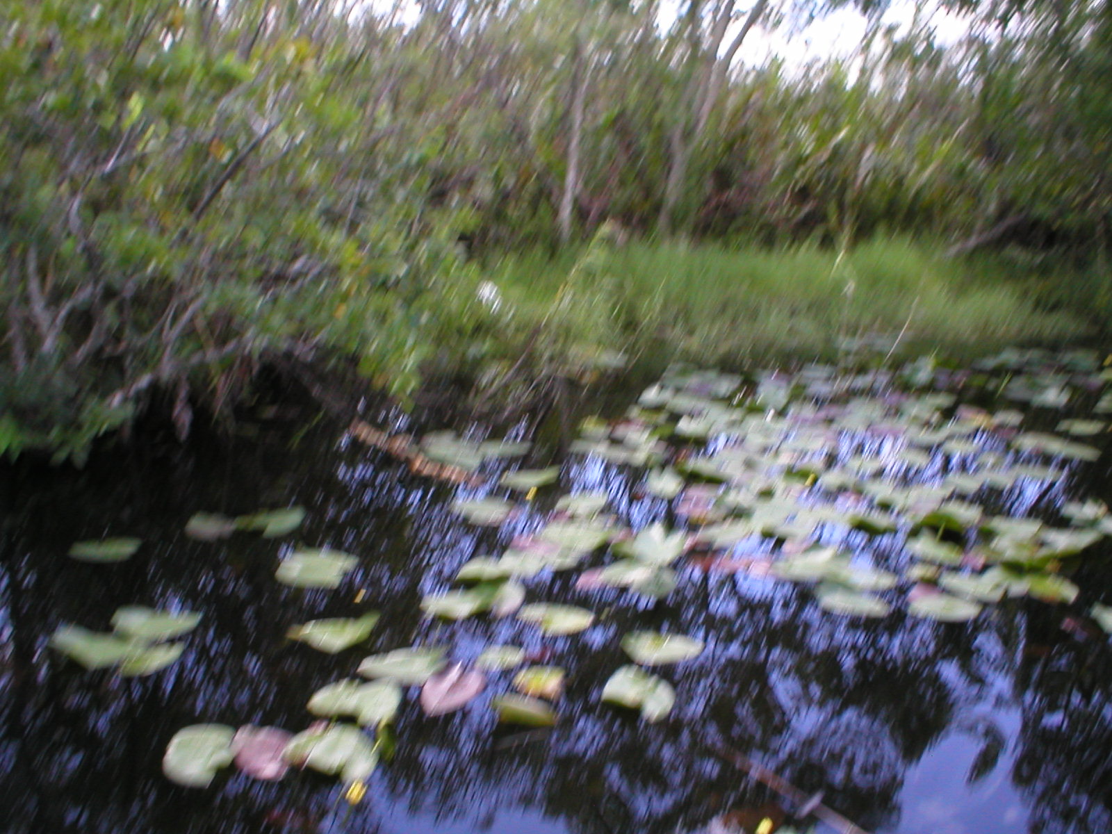Everglades 